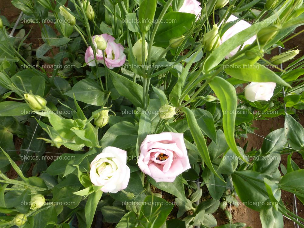 Lisianthus