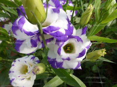 Lisianthus