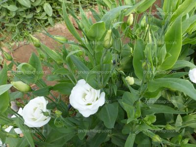 Lisianthus