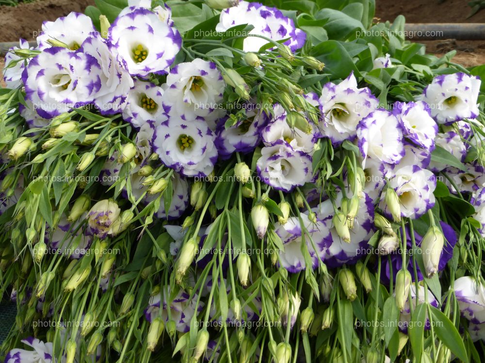 Lisianthus