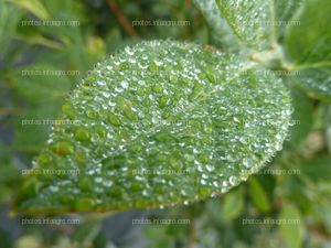 Hoja del arándano