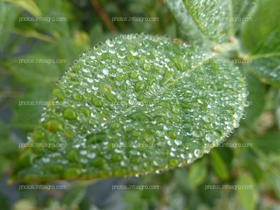 Hoja del arándano