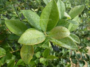 Hoja del arándano