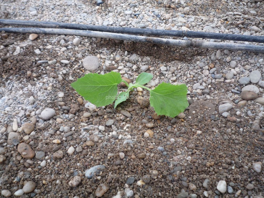 Planta melón recién trasplantada 