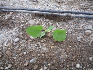 Planta melón recién trasplantada 