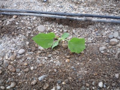 Planta melón recién trasplantada 