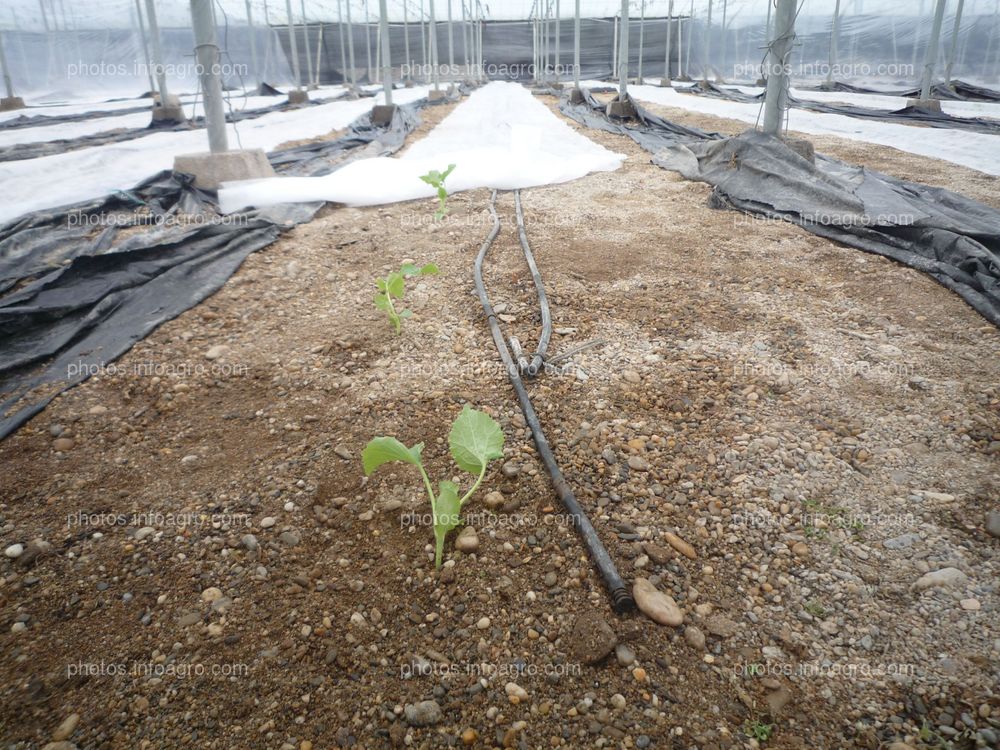 Plantas melón tras trasplante cubierta manta térmica