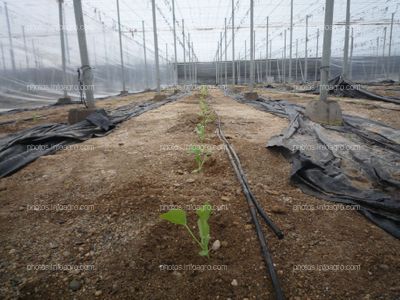 Plántulas melón justo después de trasplante