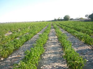 Ají plantas poco desarrolladas y estropeándose el fruto