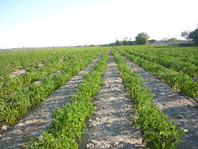 Ají plantas poco desarrolladas y estropeándose el fruto