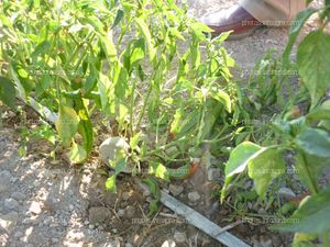 Ají plantas poco desarrolladas y estropeándose el fruto