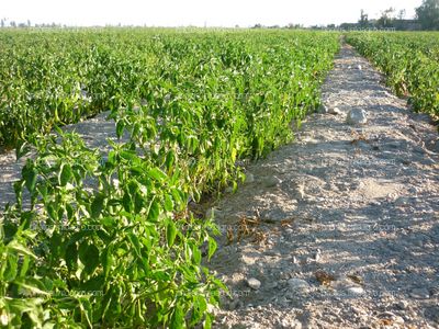 Ají plantas poco desarrolladas y estropeándose el fruto