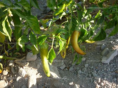 Ají plantas poco desarrolladas y estropeándose el fruto