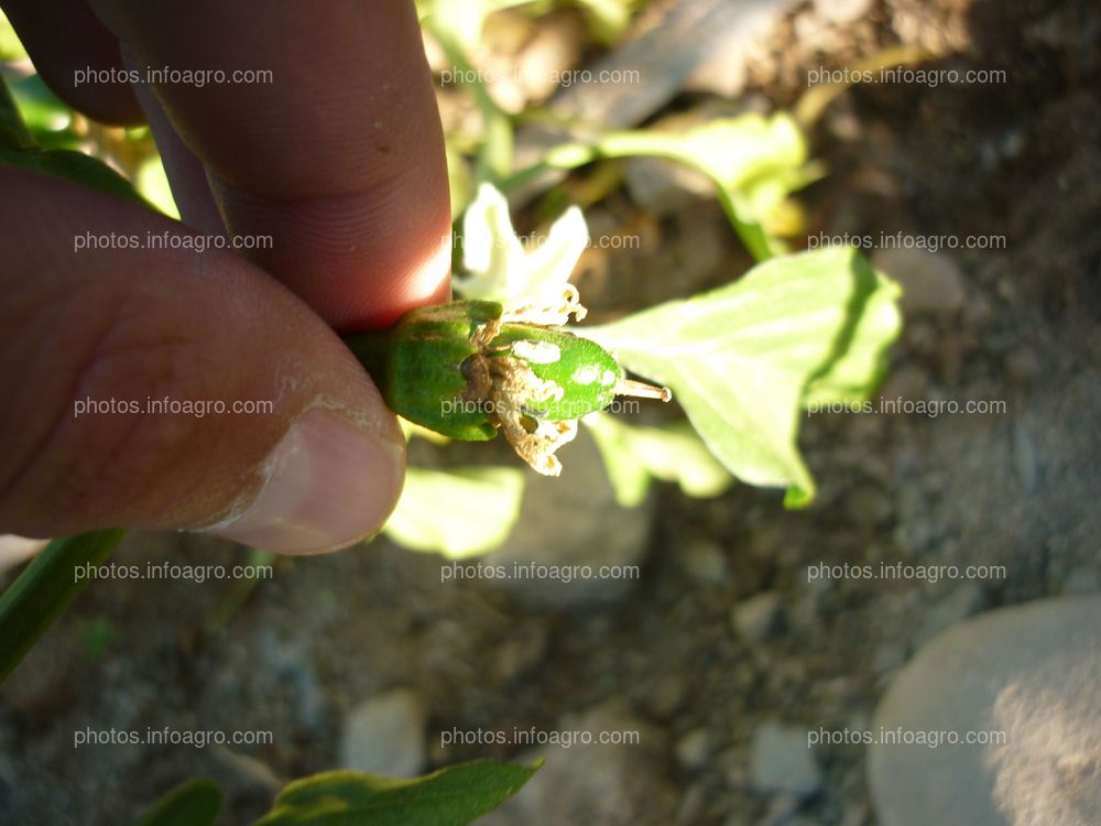 Ají plantas poco desarrolladas y estropeándose el fruto