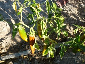 Ají plantas poco desarrolladas y estropeándose el fruto