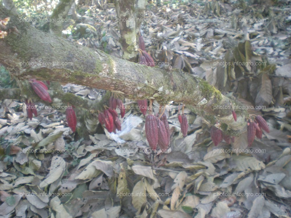 Cacao en maduración de fruto