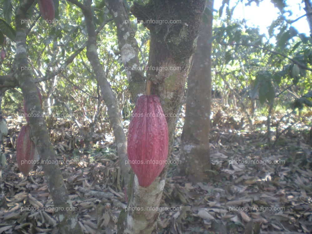 Cacao en maduración de fruto