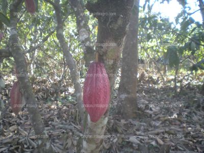 Cacao en maduración de fruto