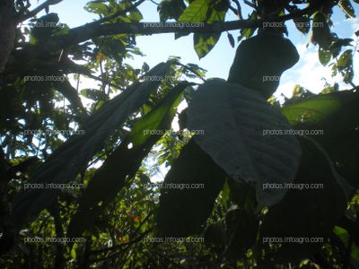 Cacao en maduración de fruto