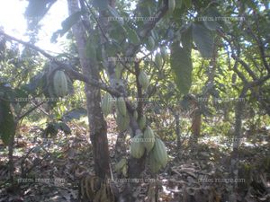 Cacao en maduración de fruto