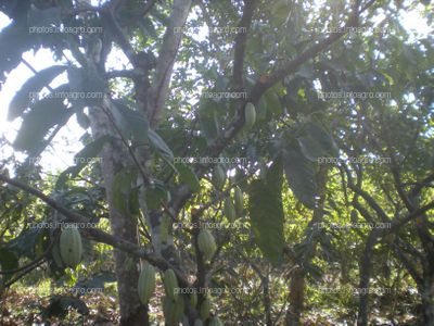 Cacao en maduración de fruto