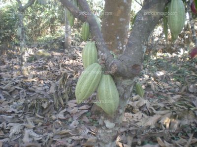 Cacao en maduración de fruto