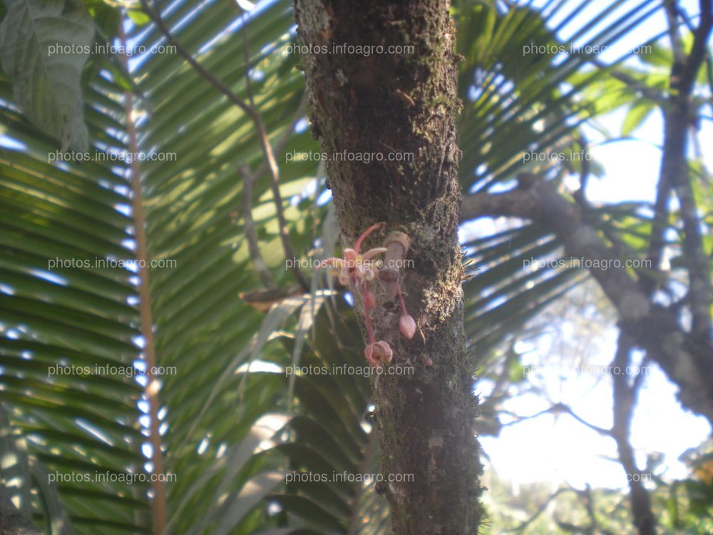 Cacao en maduración de fruto