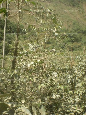 Café Perú