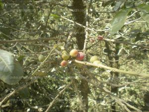 Planta de café con fruto