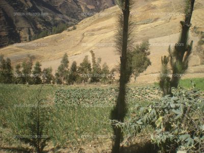 Campo de cebolla carca de Tambo (Ayacucho) 