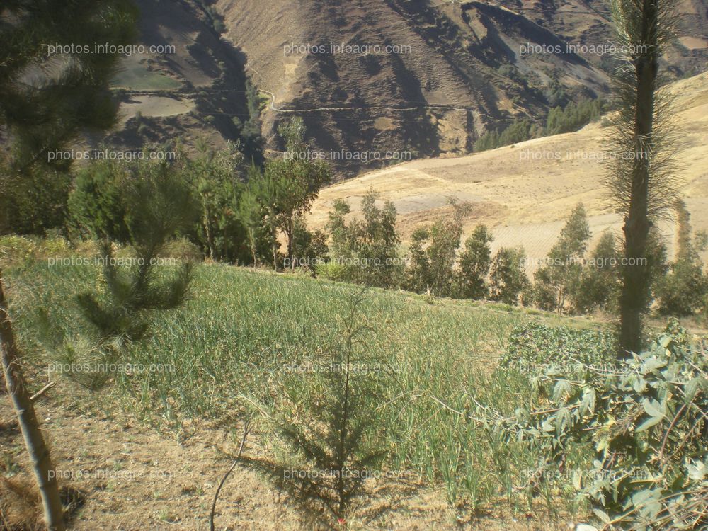 Campo de cebolla carca de Tambo (Ayacucho) 