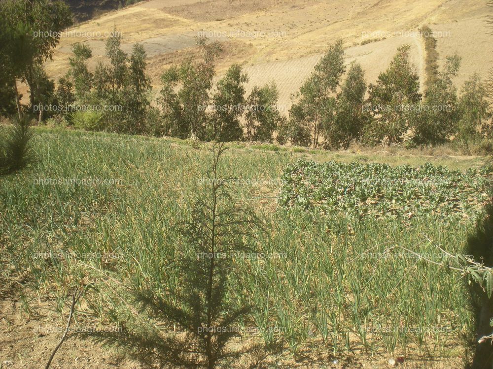 Campo de cebolla carca de Tambo (Ayacucho) 