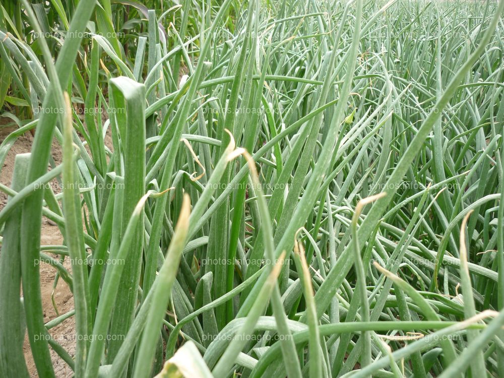 Cebolla Perú