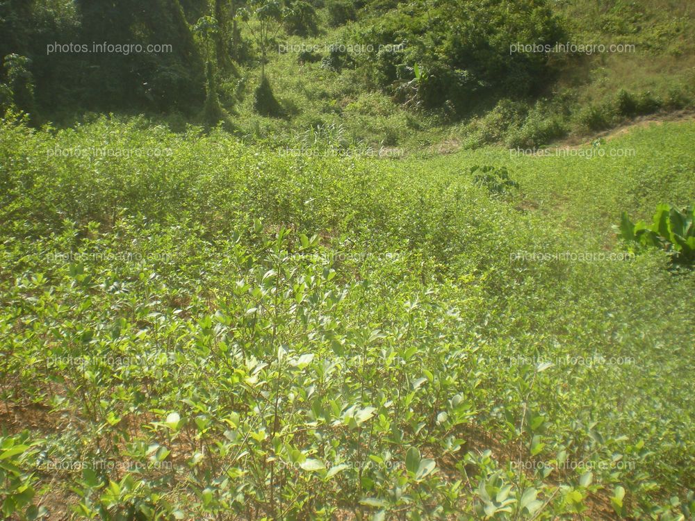 Coca Perú