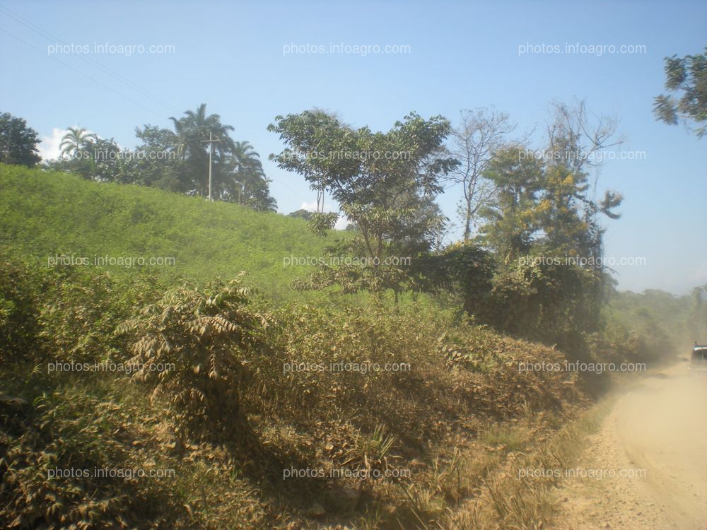 Coca Perú