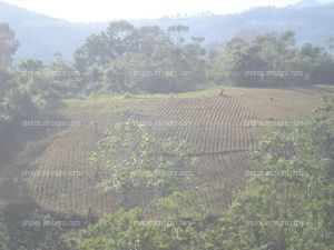 Coca Perú