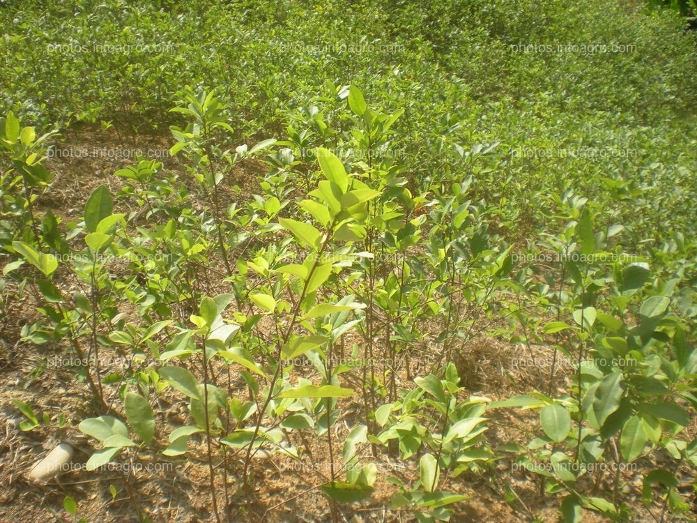 Coca Perú