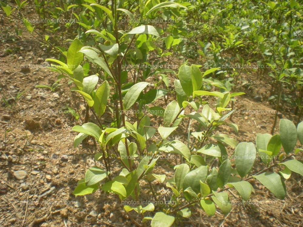 Coca Perú