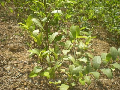 Coca Perú