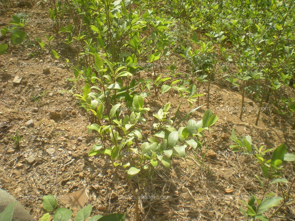 Coca Perú