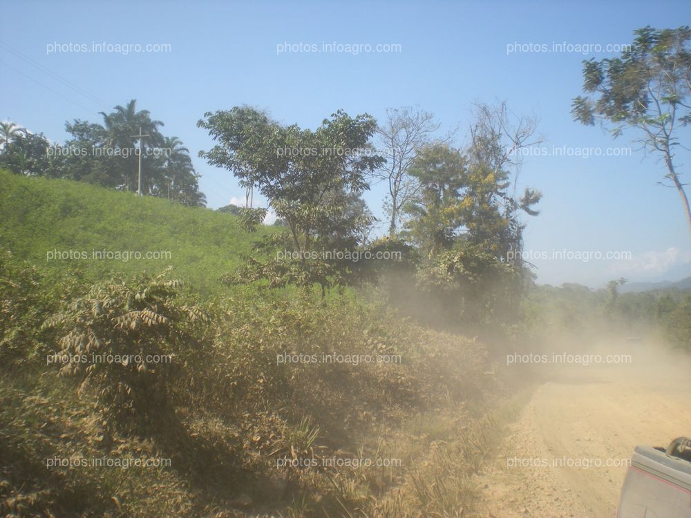 Coca Perú