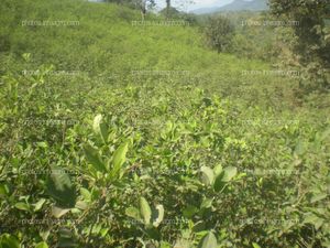 Coca Perú