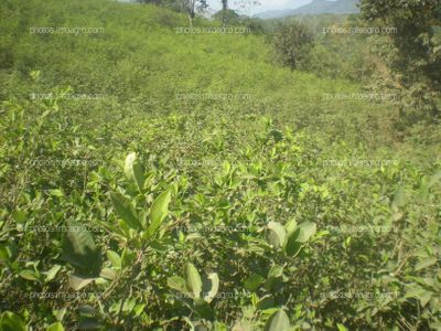 Coca Perú