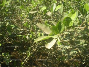 Coca Perú