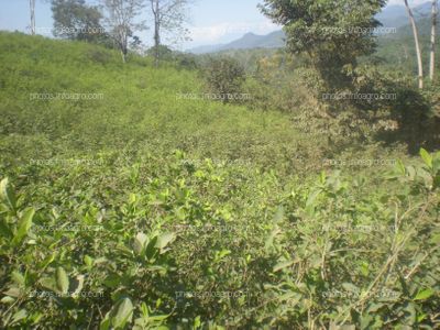 Coca Perú