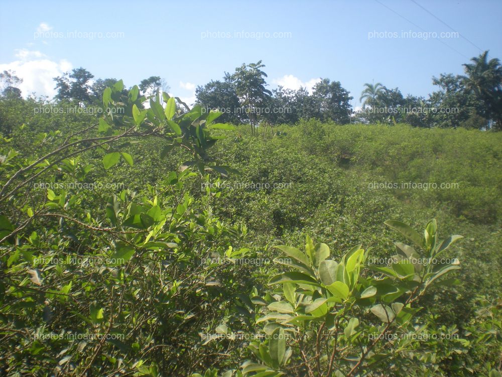 Coca Perú