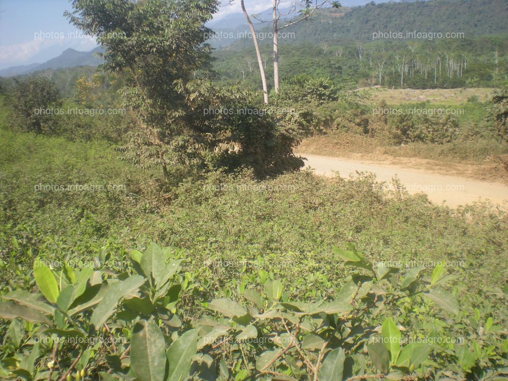 Coca Perú