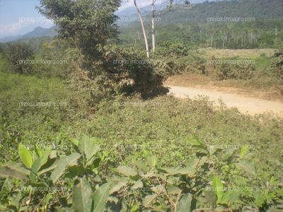 Coca Perú