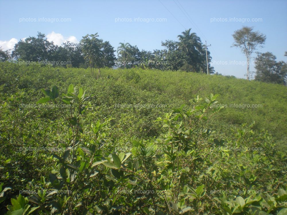Coca Perú