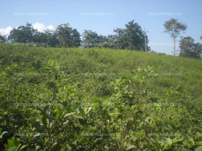 Coca Perú